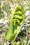 Tyssismánagras / Botrychium lunaria L. Swartz