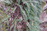 Søtur kumlakampur / Polypodium vulgare L.