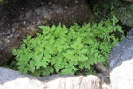 Trífingraður eikikampur (Gymnocarpium dryopteris (L.) Newman) (Dryopteris linnaeana C. Chr.; Lastrea dryopteris (L.) Bory; Thelypteris dryopteris (L.) Slosson