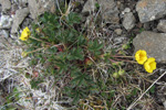 Gullmura / Potentilla crantzii (Crantz) Beck ex Fritsch (P. verna L.)