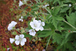 Hvítt litingarsortugras / Geranium sylvaticum