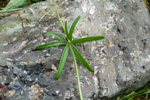 Gullsólja / Ranunculus auricomus L.