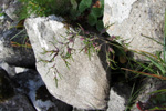 Fjallapuntalastrá / Deschampsia alpina L. Roem. et Schult (D. cespitosa subsp. alpina (L.) Tzvelov)