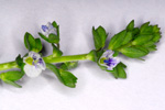 Akurbládepla / Veronica arvensis L.