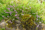 Vanligur heiðalyngur, myrkt rosalittur / Calluna vulgaris (L.) Hull 
