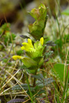 Grønlandsbjalla / Rhinanthus groenlandicus (Ostenf.) Chab)