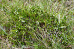 Vanligur heiðalyngur, hvítur / Calluna vulgaris (L.) Hull 