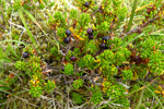 Tvíkynjaður berjalyngur / krákuber (Empetrum nigrum subsp. hermaphroditum (Hagerup) Böcher)