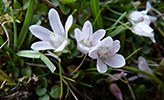 Neyðarnartl / Lysimachia tenella L. (Synonym Anagallis tenella L.)