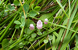 Neyðarnartl / Lysimachia tenella L. (Synonym Anagallis tenella L.)