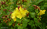 Fýrstrent pirikum / Hypericum maculatum (Crantz)
