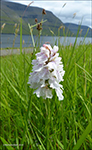Tjaldursbørkubóndi / Dactylorhiza maculata (L.) Soó). Kalsoy 28.06.2014.