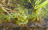 Trølsk bløðrurót / Utricularia stygia