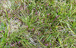 Eygnagras / Euphrasia officinalis, Sandoy 2014