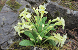Leggstutt fransagras / Primula vulgaris Hudson (P. acaulis (L.) Hill)