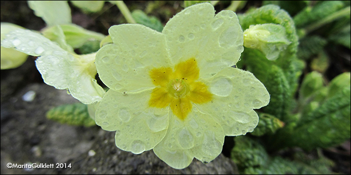 Leggstutt fransagras / Primula vulgaris Hudson (P. acaulis (L.) Hill)