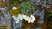 Klettaskriðublóma / Cardaminopsis petraea