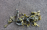 Hólputur bólatari / Ascophyllum nodosum