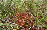 Rundblaðað sóldøgg / Drosera rotundifolia