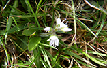 Hvít læknabládepla / Veronica officinalis L.