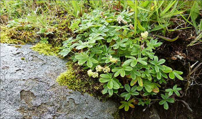 Mikilskøra / Alchemilla alpina L., Eysturoy.