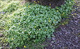 Kirkjubøsólja / Ranunculus ficaria