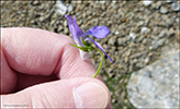 Fjallablákolla / Viola canina L. subsp. montana (L.) Hartm.)