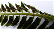 Hvassur skjaldarkampur / Polystichum lonchitis L. Roth