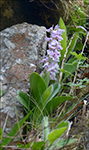 Kalmansbørkubóndi / Orchis mascula (L.) 