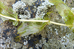 Hjartatjarnaks / Potamogeton perfoliatus L.
