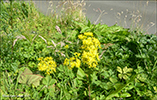 Jacobaea vulgaris