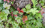 Klettarossaber / Rubus saxatilis L.