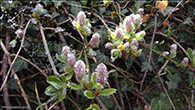 Blendingspílur (hybrid) Salix úr Gásadali