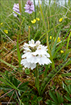 Tjaldursbørkubóndi / Dactylorhiza maculata (L.) Soó). Hvítanes 19.06.2019.