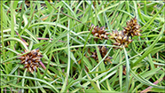 Bogin stør (Carex maritima)