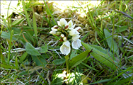 Tjaldursbørkubóndi / Dactylorhiza maculata (L.) Soó). Leynar 26.06.2019.