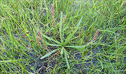 Tjarnarsvanagras / Littorella uniflora (L.) Aschers