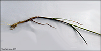 Sevkendur kveiki / Elymus farctus (Viv.) Runemark ex Melderis (Agropyron junceum (L.) Beauv.) ssp. boreali-atlanticus Simonet et Guinochet (= Agropyron junceiforme (A. & D. Löve) A. & D. Löve).