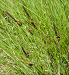 Følin stør (Carex flacca) Schreb. (Carex glauca) Scop.