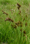 Harustør / Carex ovalis (Good.) (Carex leporina auct., non L.)