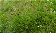 Harustør / Carex ovalis (Good.) (Carex leporina auct., non L.)