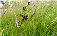Margblømt ryski / Luzula multiflora subsp. frigida (Buchenau) V. I. Krecz.