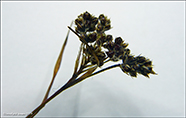 Margblømt ryski / Luzula multiflora subsp. frigida (Buchenau) V. I. Krecz.