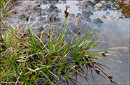 Ravnastør / Carex saxatilis