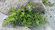 Lathyrus japonicus subsp. maritimus