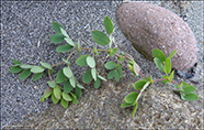 Lathyrus japonicus subsp. maritimus