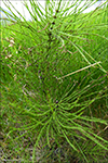 Bjølgabjølluvísa / Equisetum sylvaticum