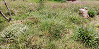 Tvírivjut stør / Carex binervis Sm.