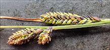 Tvírivjut stør / Carex binervis Sm.