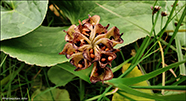 Mýrisólja / Caltha palustris L.